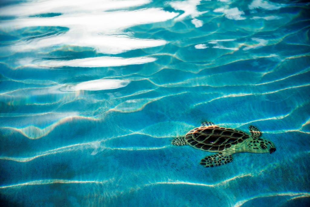 Warwick Paradise Island Bahamas - All Inclusive - Adults Only Nassau Bagian luar foto